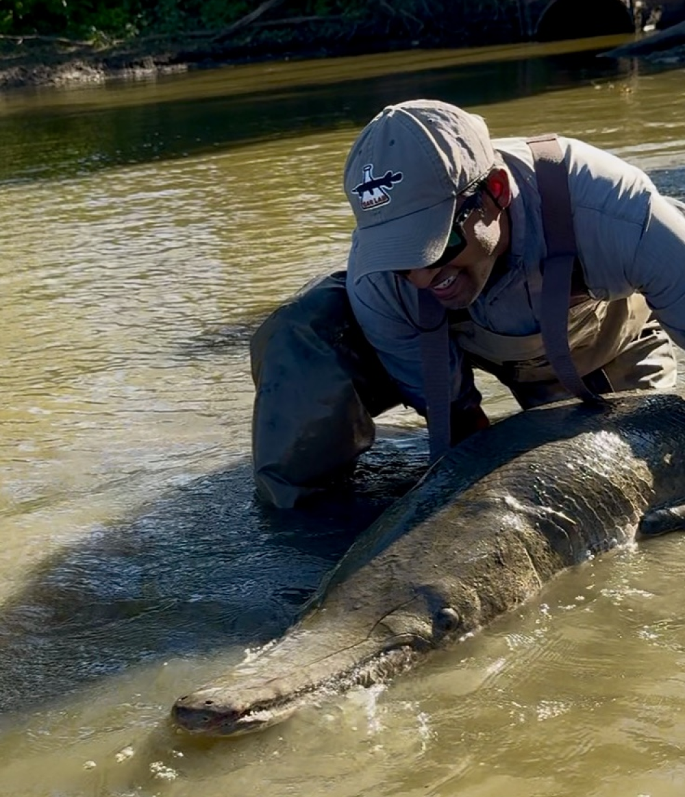 dr solomon david releasing the enormous alligator gar into the wild